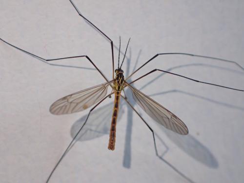 Nephrotoma flavescens